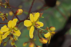 Cassia montana